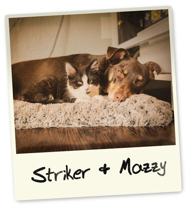 Polaroid photo of a kitten and dog cuddled up