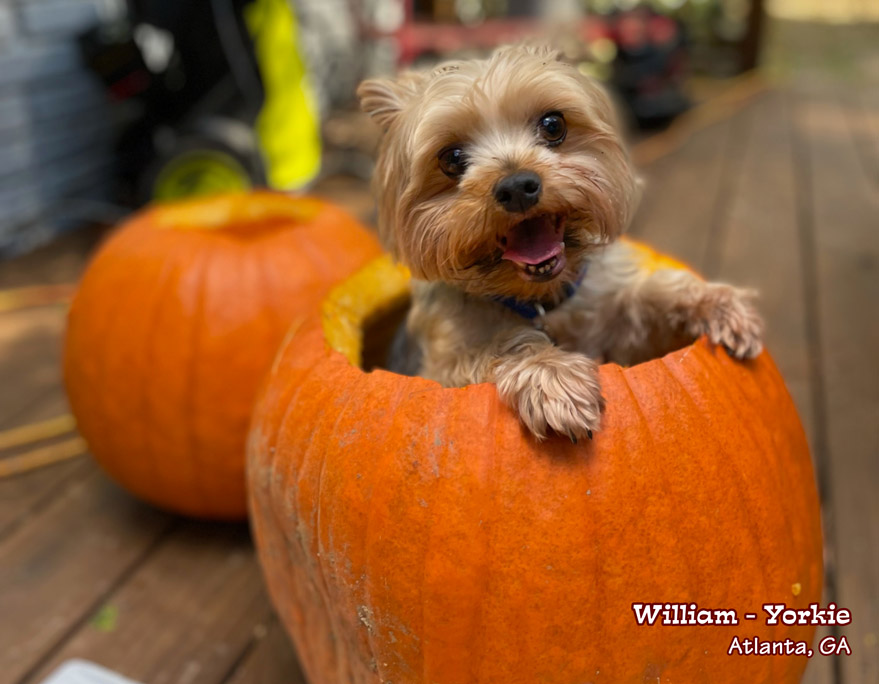 Pet Photo Contest 2022 Free Printing + Calendar Fame