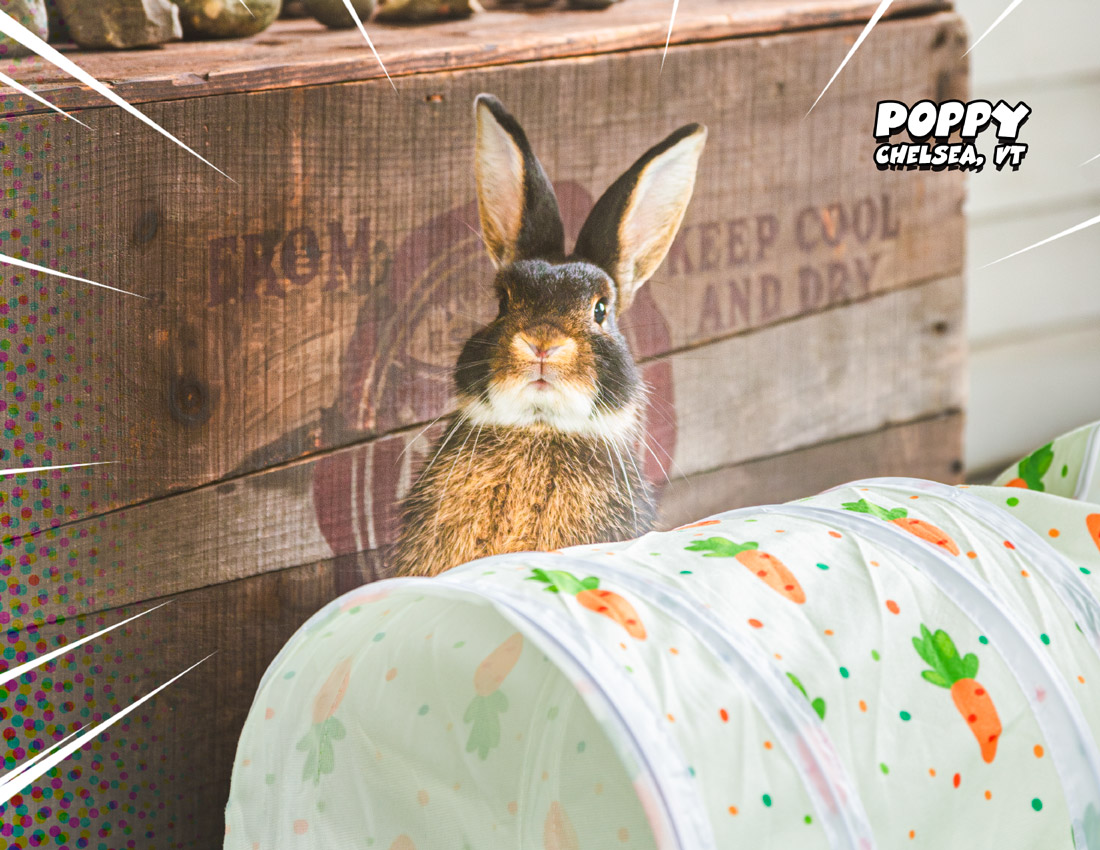 Calendar-contest-winner-April