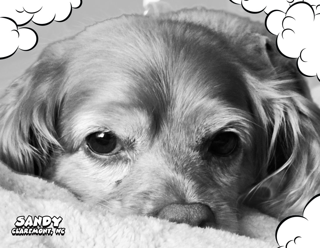 Calendar-contest-winner-May