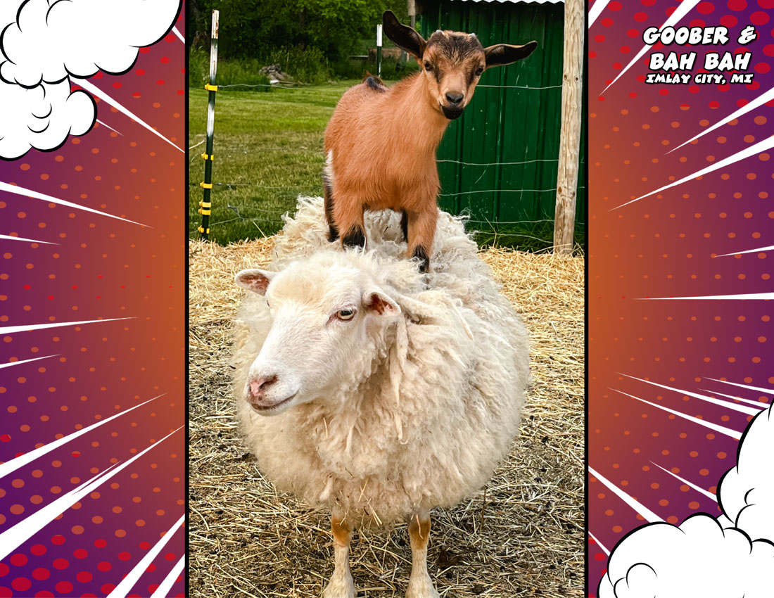 Pet Photo Contest Winners