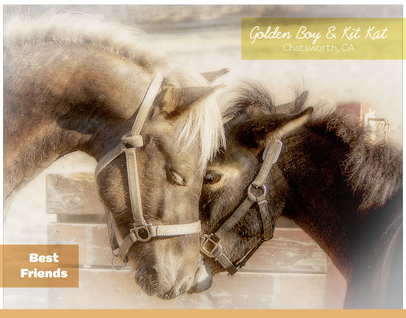 Calendar-contest-winner-February