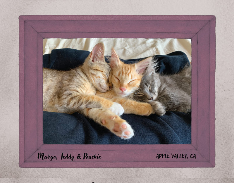 1st Place Pet Photo Contest Winner